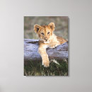 Zoek naar leeuw baby kunst Schattig