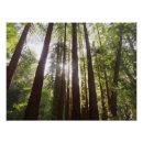 Recherche de sequoia posters Séquoias