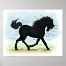 Recherche de étalon noir posters Équitation