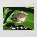 Recherche de coqui cartes postales Porto rico