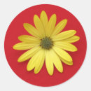 Recherche de marguerite africaine autocollants Marguerie
