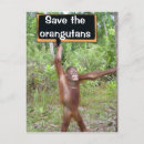 Recherche de grande singe cartes postales Animal