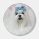 Zoek naar leuke honden magneten Aangepaste hondenfoto