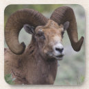 Recherche de bélier dessous de verres Faune