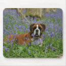 Recherche de jacinthe tapis souris Chien