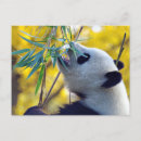 Recherche de ours panda cartes postales Bambou