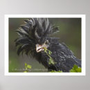 Recherche de poli posters Poulet