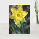 Recherche de ampoules vœux cartes Jonquilles