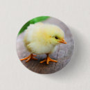 Recherche de poussins de pâques badges Poulet