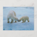 Recherche de ours arctique cartes postales Amérique du nord