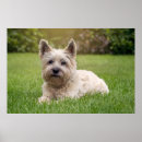 Recherche de terrier cairn posters Mignon