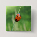 Zoek naar lieveheersbeestje accessoires Dieren