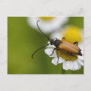 Recherche de punaise posters Macro
