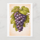 Recherche de raisins rouges posters Botanique