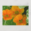 Recherche de nasturtiums cartes postales Orange