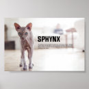 Recherche de sphynx art Félin