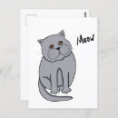 Zoek naar miauw briefkaarten Kat