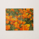Recherche de coquelicot puzzles Coquelicot de californie