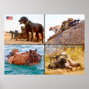 Recherche de k 9 posters Berger allemand