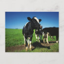 Recherche de le holstein cartes postales Bétail
