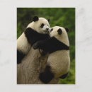 Recherche de panda géant cartes postales Champignon