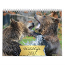 Recherche de ours calendriers Cerf