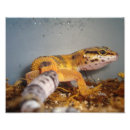 Recherche de gecko posters Nature