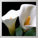 Recherche de calla lilly art Lys