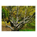 Recherche de de bouleau posters Forêt