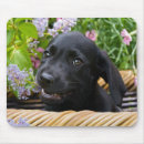 Recherche de labrador retriever tapis souris Mignon