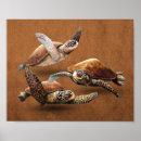 Zoek naar zeeschildpad posters Schildpadden
