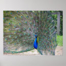 Zoek naar peafowl Veer