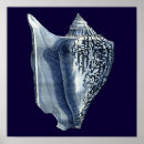 Zoek naar shells posters Zeeschelpen