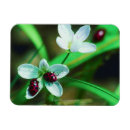 Recherche de coccinelle magnets Nature