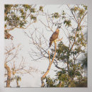 Recherche de hawker posters Nature