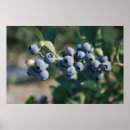 Recherche de myrtilles posters Pour elle