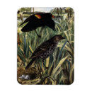 Recherche de nid magnets Oiseaux