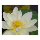 Recherche de lotus posters Lis