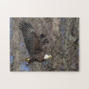 Recherche de aigle chauve américain puzzles Liberté