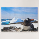 Recherche de gentoo Nature