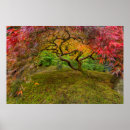Recherche de érable rouge posters Jardin japonais