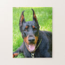 Recherche de pinscher puzzles Noir et rouille
