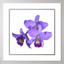 Recherche de orchidées posters Imprimer