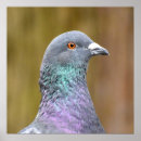 Zoek naar duif posters Vogels