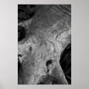 Recherche de racines posters Arbre