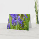 Zoek naar hyacinten kaarten Fotografie