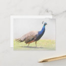 Zoek naar pauw vogel briefkaarten Vogels