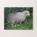 Zoek naar schaap puzzels Dieren
