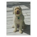 Recherche de bailey Dog