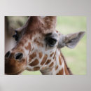Recherche de girafe adorable posters Animaux